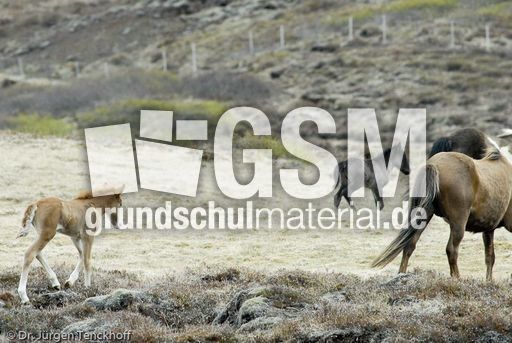 Islandpferde (33 von 50).jpg